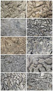 Scientists Discover Five New Species of Lichen-Forming Fungi